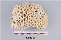 藏品(珊瑚化石)的圖片